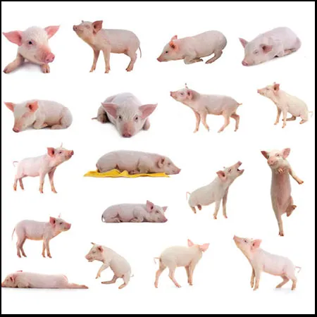 17�׿ɰ�С����������С����׵�JPG����ͼƬ