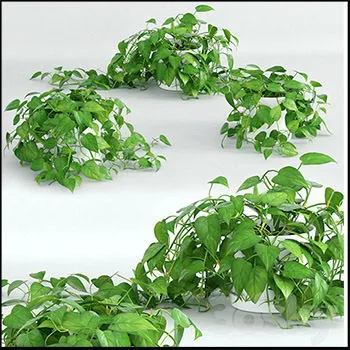 ��������������ɫֲ��3Dģ��