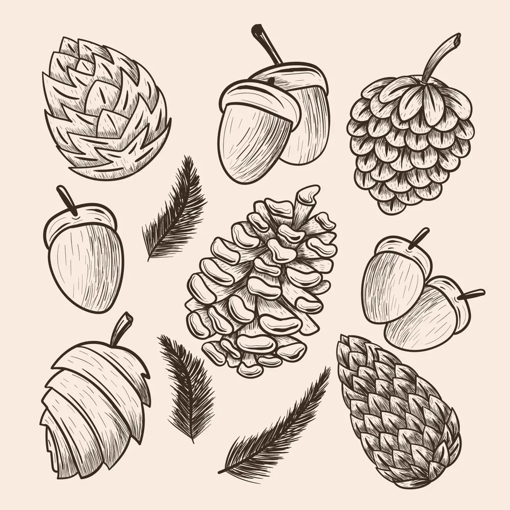 Pinecone Hand Draw Icon Set