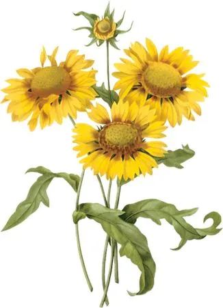 ��ɫҶ�ӳ����������տ�����PNG���ͼ