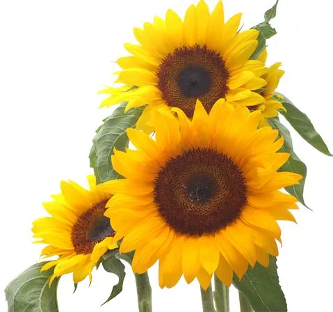 ��Ҷ������ɫ���տ�PNG����ز�