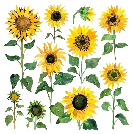 �������տ��廭PNG���ͼ6