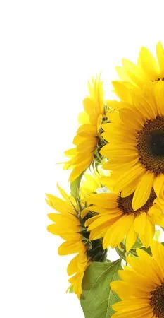 ����ɫ���տ�����PNG���ͼ