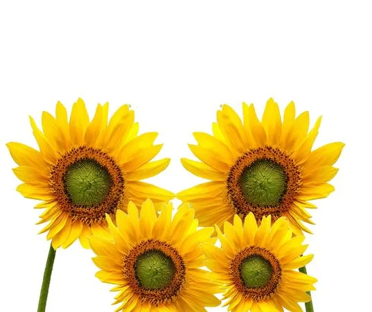 �۽�����������ɫ���տ�PNG����ز�