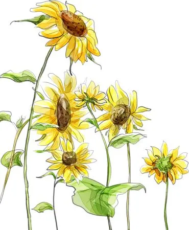 ��ɫ���տ��廭PNG���ͼ