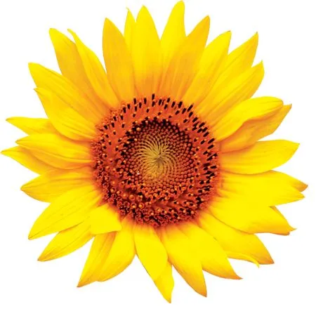 ������ɫ���տ��廭PNG����ز�