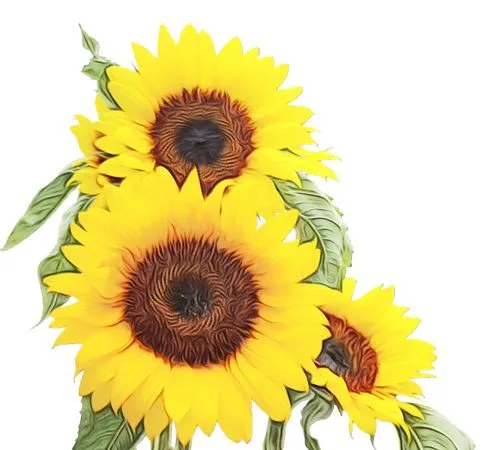 ��Ҷ������ɫ���տ�PNG����ز�2