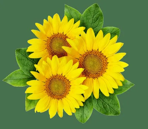 ��ɫ���տ������ɰ���ɫ���տ�����PNG���ͼ