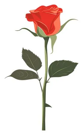 ���ź�ɫõ�廨�廭PNG���ͼ