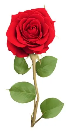 ����ֲ�����PNG���ͼ