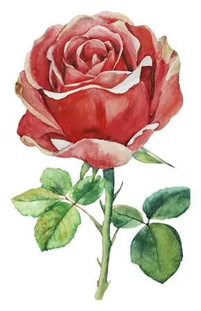 ��ɫõ�廨ˮ�ʻ�PNG���ͼ