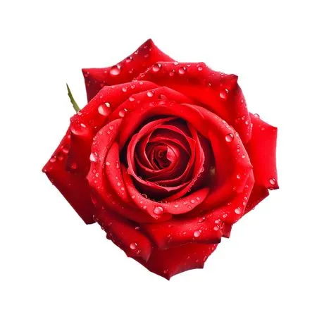 ��ɫõ�廨��ˮ��PNG���ͼ