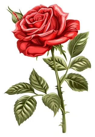 ������ɫõ�廨�廭PNG���ͼ