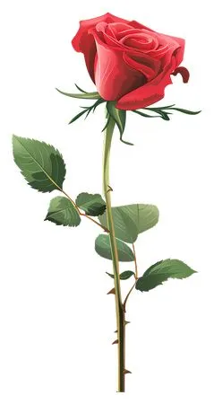 ��֦õ�廨��PNG���ͼ