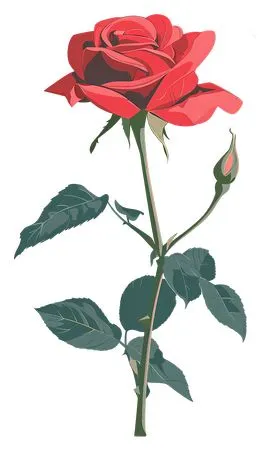 ���ŵ����ɫõ�廨�廭PNG���ͼ