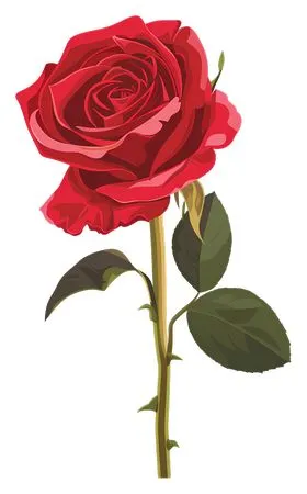 ������ɫõ�廨�廭PNG���ͼ