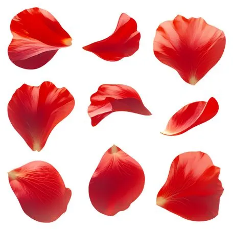 ���º�ɫ����PNG���ͼ