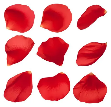 ��ɫõ�廨��PNG���ͼ