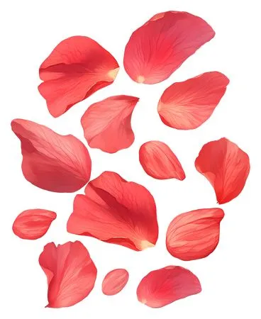 ��ɫ����PNG���ͼ