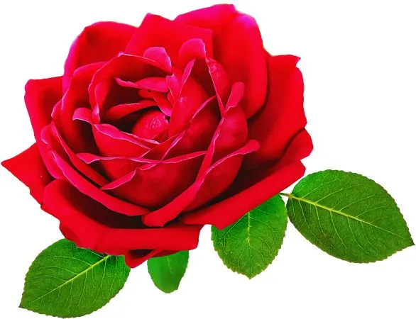 ������ɫõ�廨ʢ��PNG���ͼ