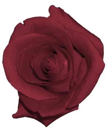 ���ź�ɫõ�廨ʢ��PNG���ͼ