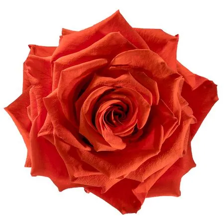 ������ɫõ�廨��PNG���ͼ