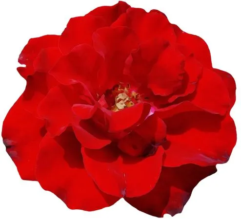 ������ɫõ�廨��дPNG���ͼ