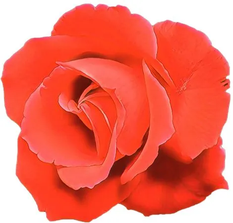 ��������������ɫõ�廨PNG���ͼ