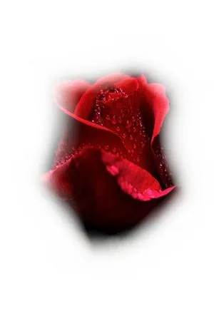 ��ɫõ�廨��¶��PNG���ͼ