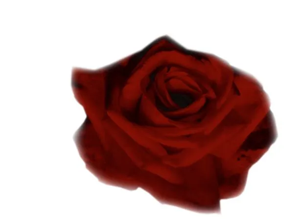 �������Ϻ�ɫõ�廨PNG���ͼ