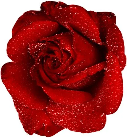 ������ɫõ�廨��¶��PNG���ͼ