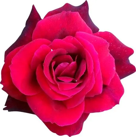 ������ɫõ�廨��ȫʢ��PNG���ͼ