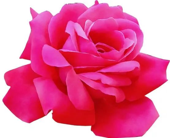 ���޺�ɫõ�廨PNG���ͼ