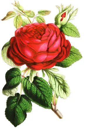 ��ɫõ�廨����ҶPNG���ͼ