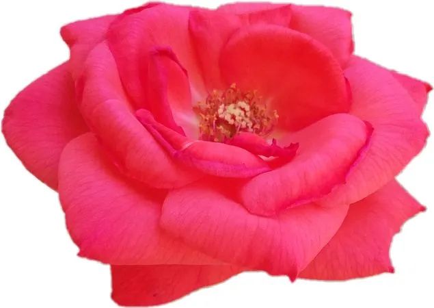 ��ɫõ�廨��дPNG���ͼ