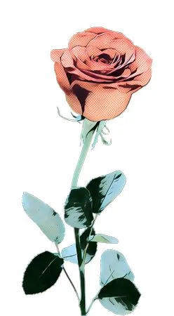 ��ɫõ�廨�����޻���PNG���ͼ