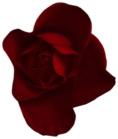 ��������������ɫõ�廨PNG���ͼ