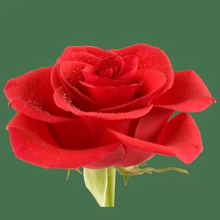 ��ɫõ�廨ʢ���廭PNG���ͼ