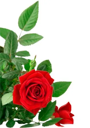 ��ɫõ�廨����ҶPNG���ͼ