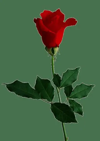 ��ɫõ�廨�����ҶPNG���ͼ