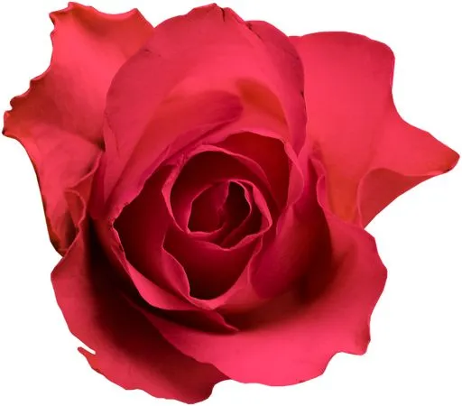 ������ɫõ�廨�ͻ���PNG���ͼ