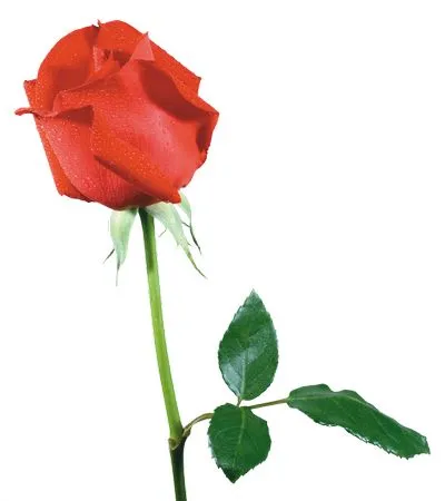 ������ɫõ�廨��PNG���ͼ