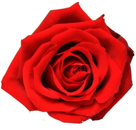 ������ɫõ�廨PNG���ͼ