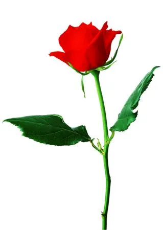 ���ź�ɫõ�廨����ҶPNG���ͼ