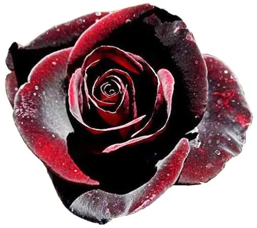 ������ɫõ�廨��дPNG���ͼ