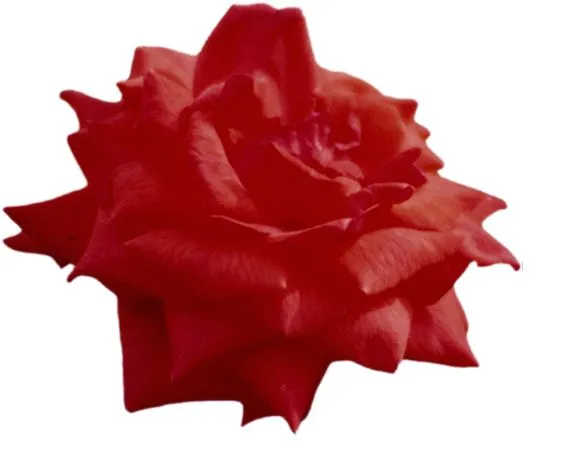 ������ɫõ�廨��ȫʢ��PNG���ͼ