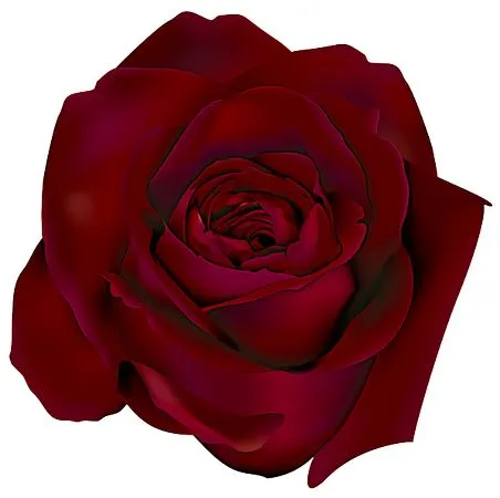 ��ɫõ�廨��廭PNG���ͼ