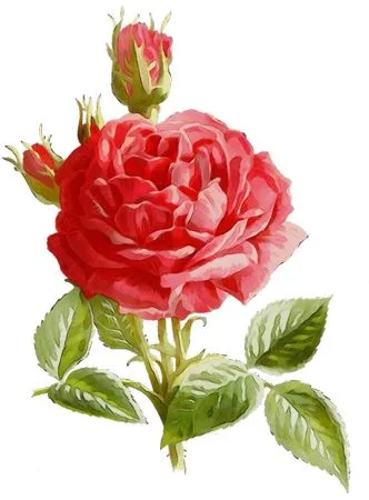 дʵ��ɫõ�廨�廭PNG���ͼ