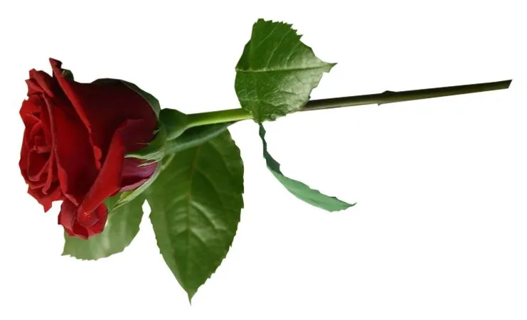 �������������ɫõ�廨PNG���ͼ