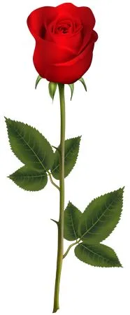 ������ɫõ�廨дʵ�廭PNG���ͼ